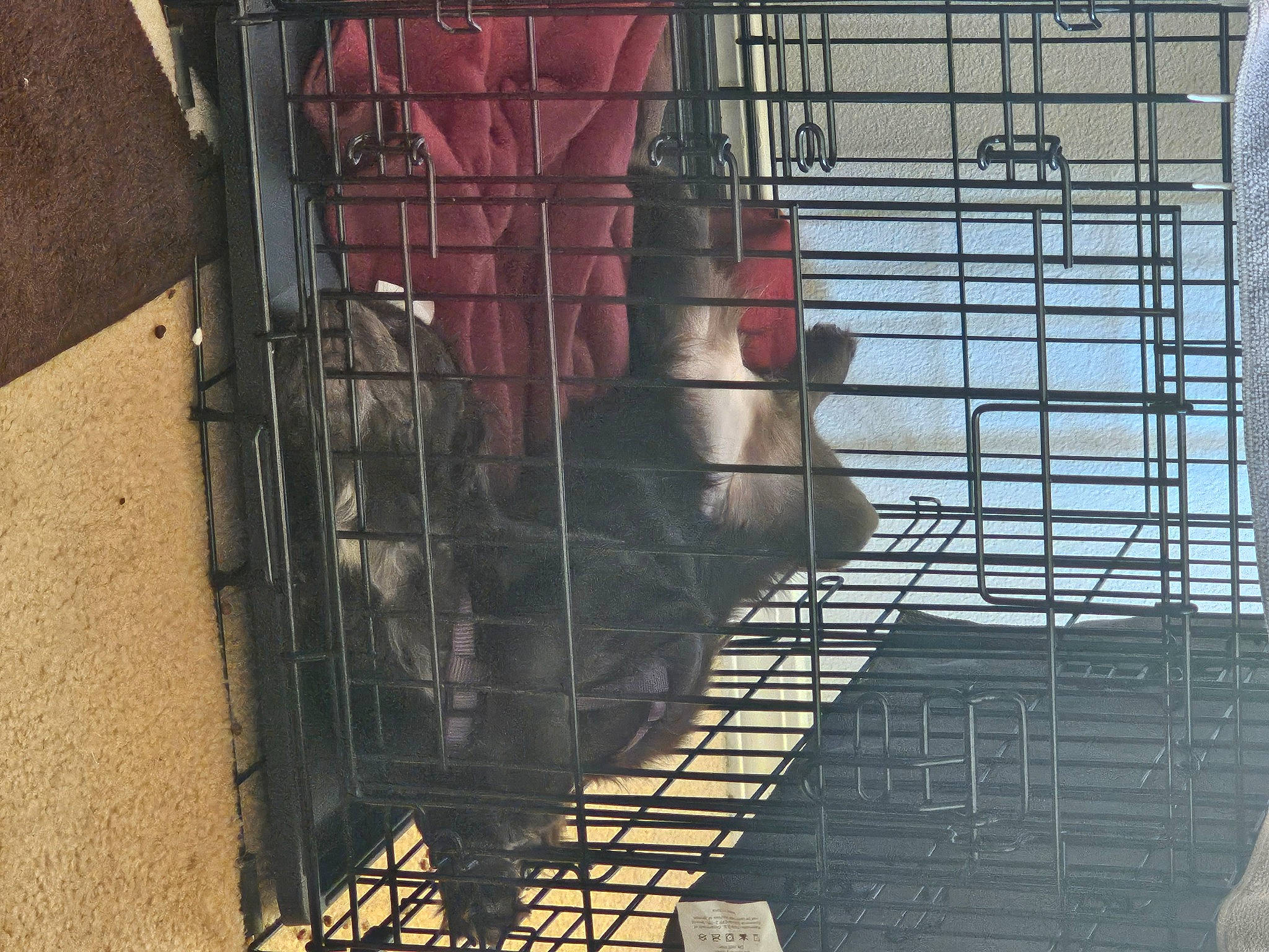 Daisy is registered to the contest to win money with this photo: animal_shelter, ball, cage, canidae, carnivore, cat, dog_crate, dog_supply, fawn, felidae, fur, kennel, mesh, metal, pet_supply, service, small_to_medium_sized_cats, snout, whiskers, wood