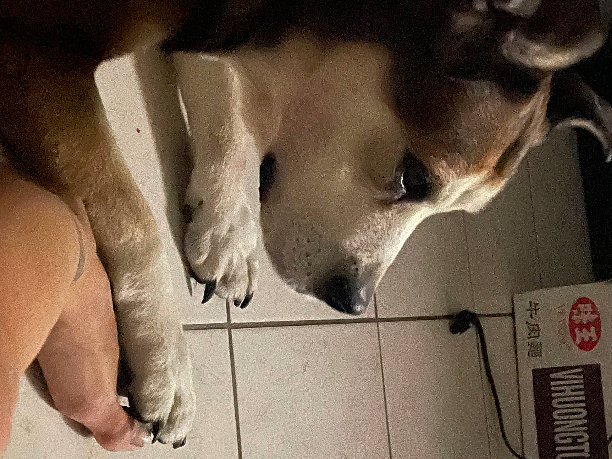 Chloé participe au concours pour gagner de l'argent avec cette photo : calf, carnivore, chest, companion_dog, dog, dog_breed, elbow, fawn, foot, gesture, human_leg, jaw, knee, paw, snout, sporting_group, thigh, whiskers, working_animal, wrist