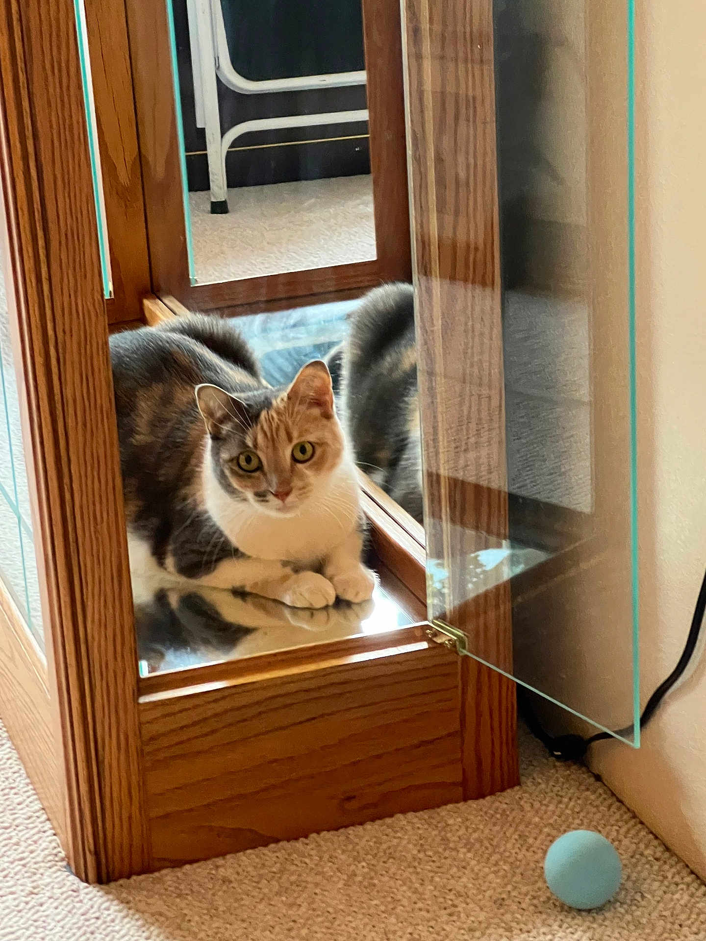 Popcorn joined the competition — help win amazing prizes! cat, calico_cat, feline, mirror, reflection, wooden_cabinet, glass, carpet, toy_ball, indoor, pet, paws, green_eyes, sitting, curious, furniture, hinge, cozy, carpet_texture, glass_door