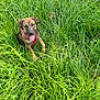 accessories, animal, boxer, bulldog, canine, dog, field, grass, grassland, green, hound, labradorretriever, lawn, nature, outdoors, pet, plant, puppy, strap, vegetation