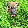Gin Fizz a rejoint le concours — aidez-le/la à gagner de superbes lots ! animal, bodypart, boxer, bulldog, canine, dog, field, grass, grassland, greatdane, green, hound, mouth, nature, outdoors, person, pet, plant, puppy, vegetation