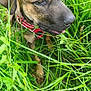 accessories, animal, boxer, bulldog, canine, dog, field, grass, grassland, greatdane, green, hound, labradorretriever, lawn, nature, outdoors, pet, plant, puppy, vegetation