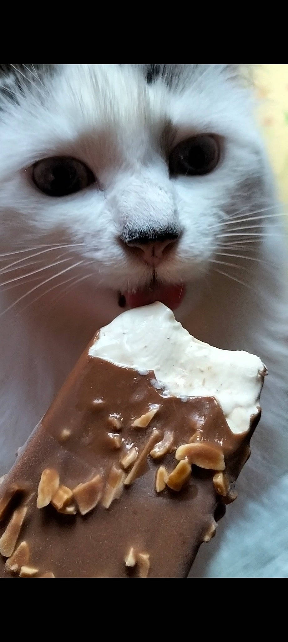 Pimky participe au concours pour gagner de l'argent avec cette photo : baked_goods, carnivore, cat, comfort_food, confectionery, cream, cuisine, dessert, dish, domestic_short_haired_cat, felidae, finger_food, food, fur, ingredient, paw, recipe, small_to_medium_sized_cats, sweetness, whiskers