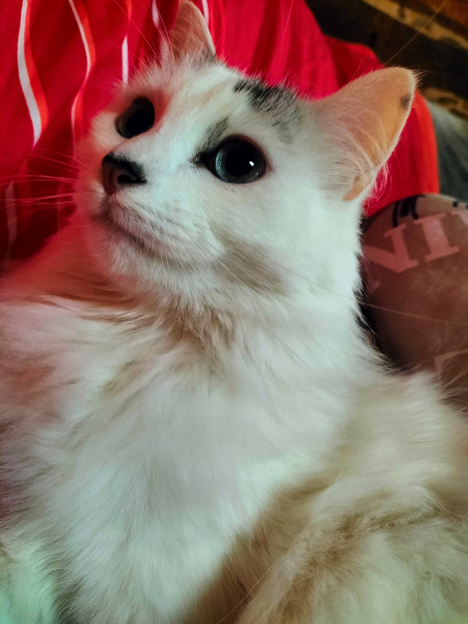 Pimky participe au concours pour gagner de l'argent avec cette photo : carnivore, cat, close_up, companion_dog, dog, dog_breed, eye, fawn, felidae, fur, german_spitz, happy, head, samoyed, small_to_medium_sized_cats, snout, spitz, toy_dog, volpino_italiano, whiskers