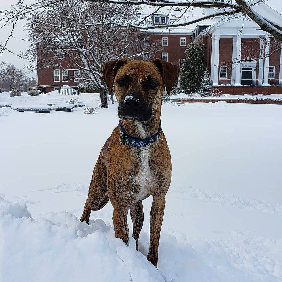 Bahgeera joined the competition — help win amazing prizes! alano_espanol, boerboel, bullmastiff, canidae, carnivore, dog, dog_breed, english_mastiff, fawn, mammal, molosser, perro_de_presa_canario, rare_breed_dog, snout, snow, sporting_group, tosa, vertebrate, winter, working_dog