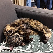 Moon .d participe au concours pour gagner de l'argent avec cette photo : cat, tortoiseshell, sleeping, blanket, couch, indoor, cozy, pet, fur, paw, resting, domestic_animal, feline, animal, soft, relaxed, home, comfort, cord, clothing