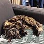 cat, tortoiseshell, sleeping, blanket, couch, indoor, cozy, pet, fur, paw, resting, domestic_animal, feline, animal, soft, relaxed, home, comfort, cord, clothing