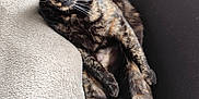 Moon .d participe au concours pour gagner de l'argent avec cette photo : cat, tortoiseshell_cat, pet, feline, relaxed, indoor, blanket, couch, fur, whiskers, yellow_eyes, paw, tail, resting, cozy, animal, mammal, cute, domestic_animal, soft_texture