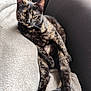 cat, tortoiseshell_cat, pet, feline, relaxed, indoor, blanket, couch, fur, whiskers, yellow_eyes, paw, tail, resting, cozy, animal, mammal, cute, domestic_animal, soft_texture