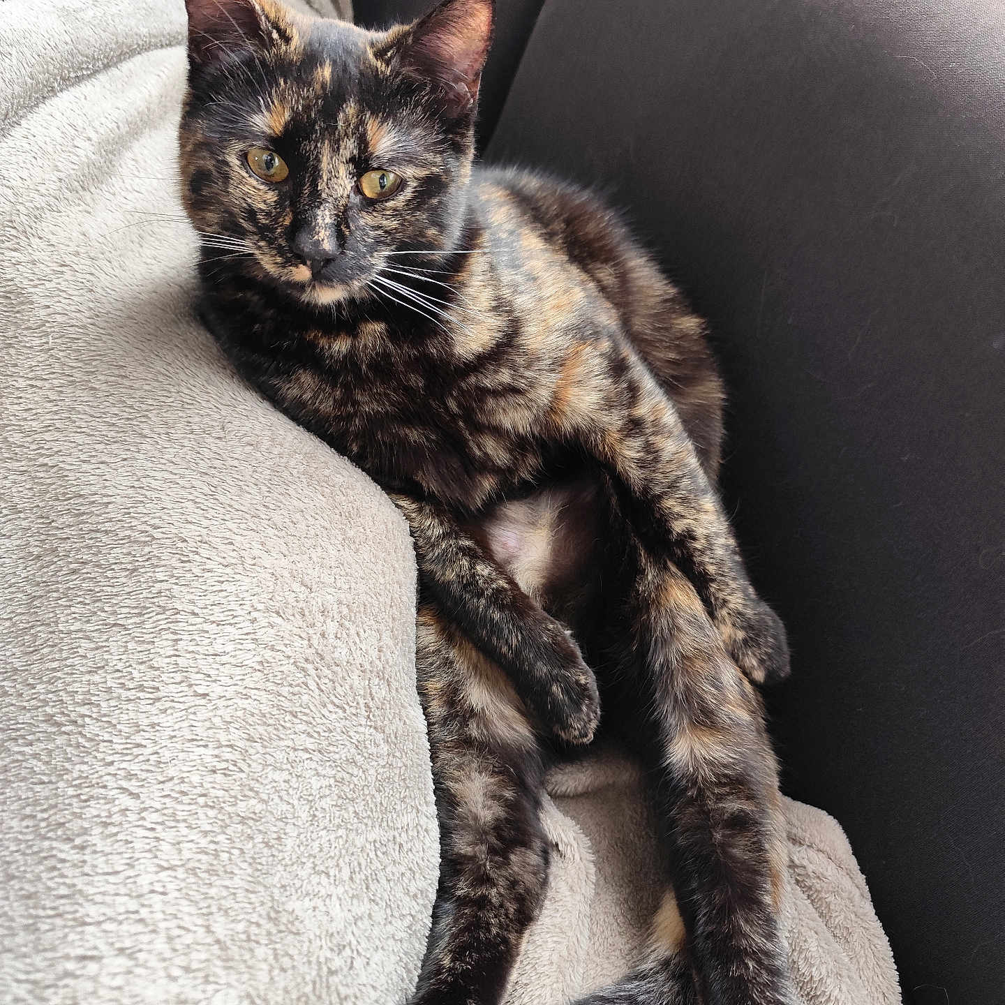 Moon .d participe au concours pour gagner de l'argent avec cette photo : animal, blanket, cat, couch, cozy, cute, domestic_animal, feline, fur, indoor, mammal, paw, pet, relaxed, resting, soft_texture, tail, tortoiseshell_cat, whiskers, yellow_eyes