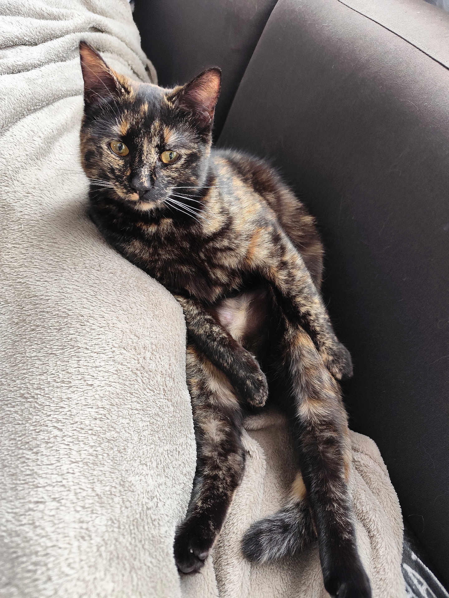 Moon .d participe au concours pour gagner de l'argent avec cette photo : cat, tortoiseshell_cat, pet, feline, relaxed, indoor, blanket, couch, fur, whiskers, yellow_eyes, paw, tail, resting, cozy, animal, mammal, cute, domestic_animal, soft_texture