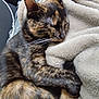 Moon .d participe au concours pour gagner de l'argent avec cette photo : cat, tortoiseshell, sleeping, blanket, cozy, indoor, fur, whiskers, paw, resting, cute, animal, domestic_cat, pet, comfort, relaxation, closeup, soft, nap, feline