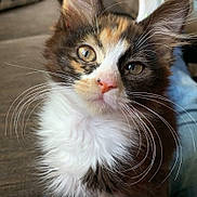 Lucy joined the competition — help win amazing prizes! kitten, calico, cat, pet, animal, fur, whiskers, eyes, closeup, indoor, couch, pillow, furniture, human_lap, jeans, cute, curious, domestic_cat, mammal, young