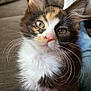 kitten, calico, cat, pet, animal, fur, whiskers, eyes, closeup, indoor, couch, pillow, furniture, human_lap, jeans, cute, curious, domestic_cat, mammal, young
