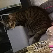 Tigrou participe au concours pour gagner de l'argent avec cette photo : carnivore, cat, claw, comfort, domestic_short_haired_cat, drinking_water, drinkware, event, felidae, fur, glass, metal, paw, plastic_bottle, serveware, small_to_medium_sized_cats, tail, water, water_bottle, whiskers