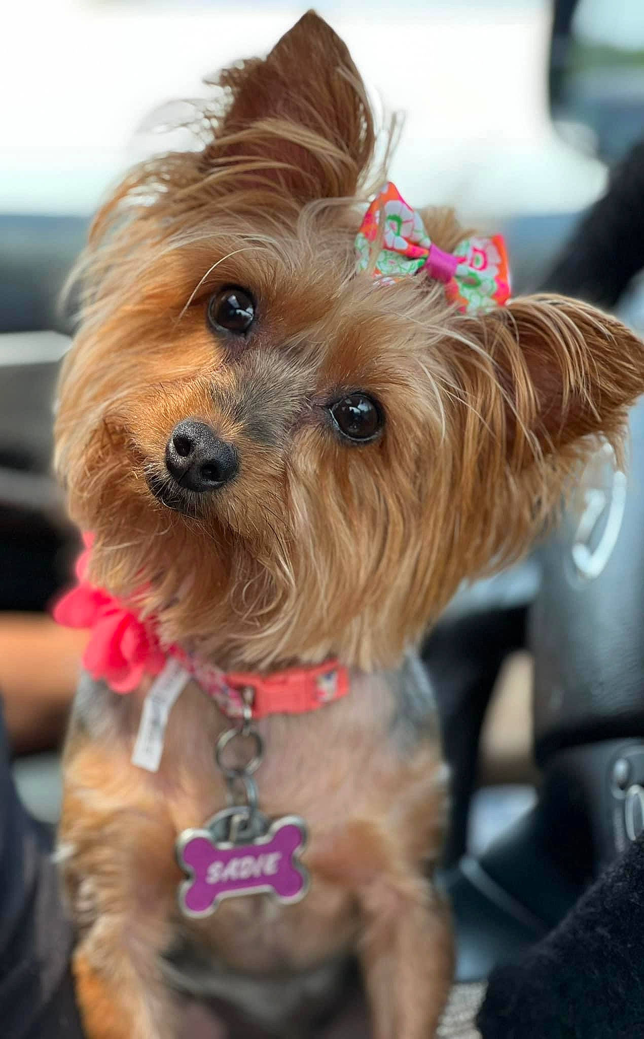 Sadie is registered to the contest to win money with this photo: carnivore, collar, companion_dog, dog, dog_breed, dog_clothes, dog_collar, dog_supply, fashion_accessory, fawn, fur, leash, liver, snout, sporting_group, terrier, toy, toy_dog, working_animal, yorkipoo