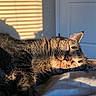 cat, tabby, sleeping, sunlight, shadow, indoor, door, feline, relaxed, pet, cozy, whiskers, fur, closeup, bed, nap, animal, domestic, warm_light, resting