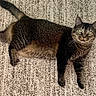 Meow Meow joined the competition — help win amazing prizes! cat, tabby_cat, pet, animal, feline, striped_fur, carpet, indoor, relaxed, laying_down, whiskers, ears, tail, curious, domestic_animal, cute, mammal, four_legs, fur, eyes
