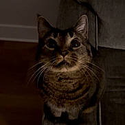 Meow Meow joined the competition — help win amazing prizes! animal, armrest, cat, couch, curious, cute, dim_light, domestic_cat, feline, fur, gray, home, indoor, looking_up, mammal, pet, striped, tabby, whiskers, wide_eyes