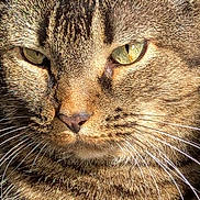 Meow Meow is registered to the contest to win money with this photo: cat, tabby_cat, close_up, portrait, animal, feline, whiskers, green_eyes, fur, pet, sunlight, face, mammal, domestic_animal, cute, alert, nature, outdoor, animal_portrait, closeup