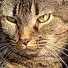 cat, tabby_cat, close_up, portrait, animal, feline, whiskers, green_eyes, fur, pet, sunlight, face, mammal, domestic_animal, cute, alert, nature, outdoor, animal_portrait, closeup