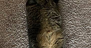 Meow Meow is registered to the contest to win money with this photo: cat, tabby, pet, lying_down, carpet, indoor, fur, whiskers, cute, relaxed, animal, mammal, domestic_animal, playful, resting, closeup, looking_up, paws, fluffy, adorable