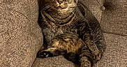 Meow Meow joined the competition — help win amazing prizes! animal, brown, cat, companion, couch, cozy, ears, eyes, feline, fur, furniture, home, indoor, paw, pet, relaxed, sitting, tabby_cat, texture, whiskers