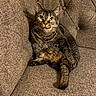 Meow Meow joined the competition — help win amazing prizes! cat, tabby_cat, pet, feline, couch, furniture, indoor, relaxed, sitting, brown, fur, whiskers, ears, eyes, paw, cozy, home, texture, animal, companion