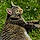 Meow Meow