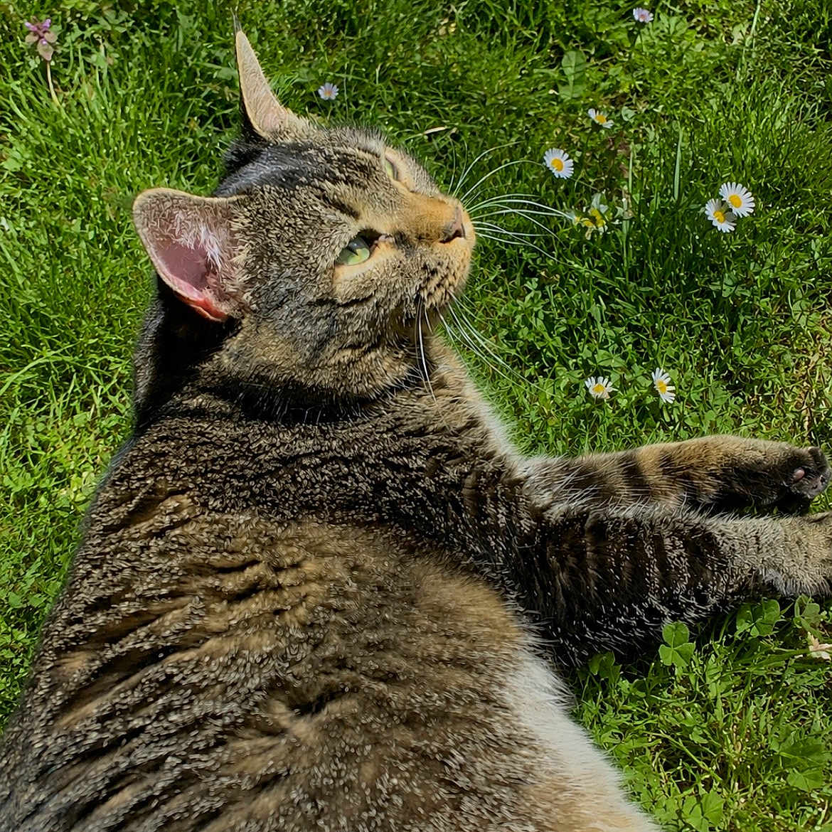 Meow Meow