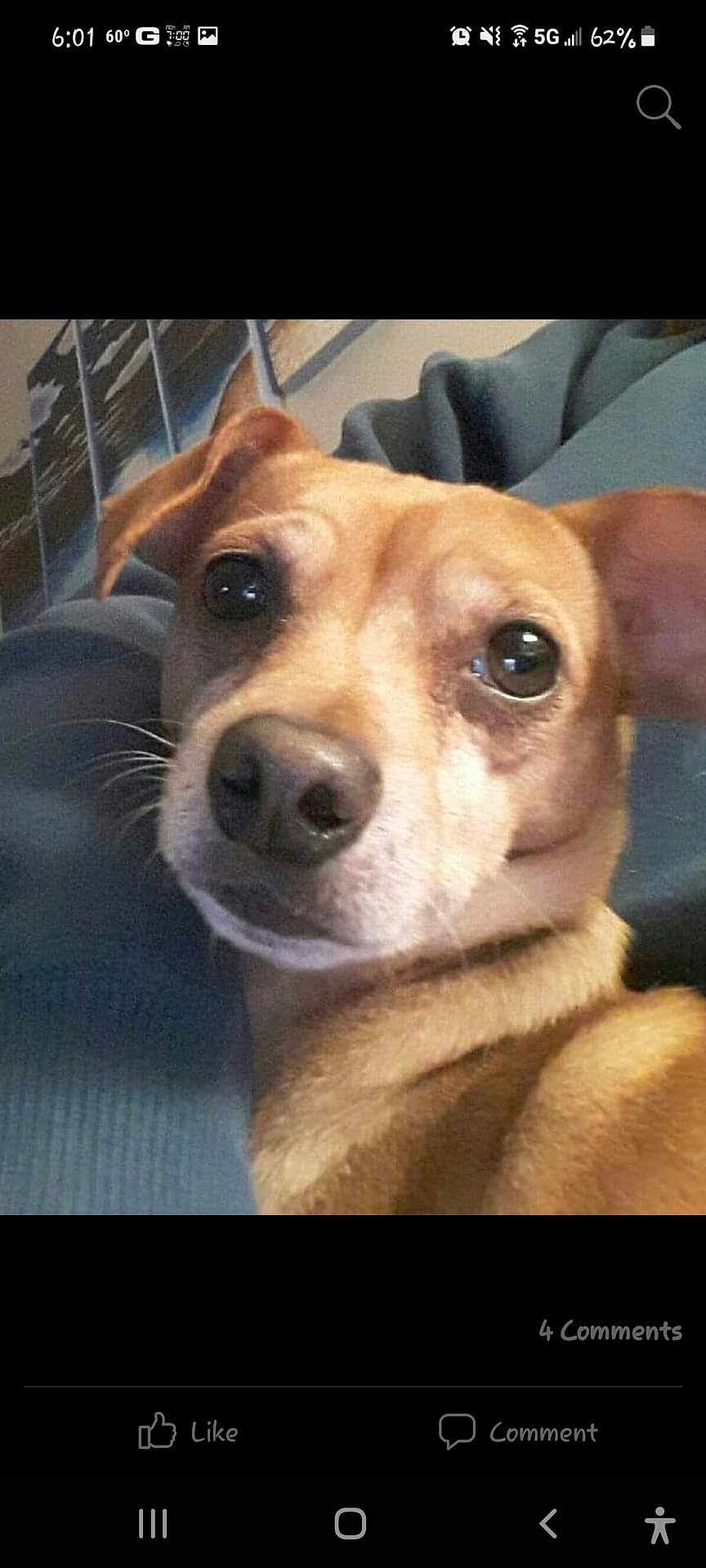 Rex joined the competition — help win amazing prizes! dog, close_up, pet, animal, brown_dog, blanket, cozy, indoors, portrait, cute, ears, snout, fur, looking, face, canine, domestic_animal, sweet, companion, relaxed