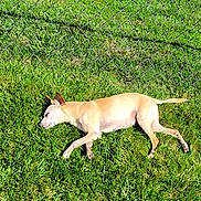 Rex joined the competition — help win amazing prizes! dog, grass, fence, outdoor, sunlight, sleeping, pet, canine, yard, nature, lawn, chain_link_fence, daytime, quiet, relaxation, animal, summer, building, garage, shadow