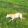 dog, grass, fence, outdoor, sunlight, sleeping, pet, canine, yard, nature, lawn, chain_link_fence, daytime, quiet, relaxation, animal, summer, building, garage, shadow