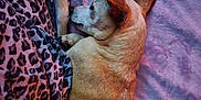 Rex is registered to the contest to win money with this photo: dog, sleeping, blanket, purple, leopard_print, paw, fur, cozy, indoor, resting, pet, animal, comfort, relaxation, side_view, bed, casual, soft_texture, warm_light, companion