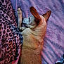 dog, sleeping, blanket, purple, leopard_print, paw, fur, cozy, indoor, resting, pet, animal, comfort, relaxation, side_view, bed, casual, soft_texture, warm_light, companion