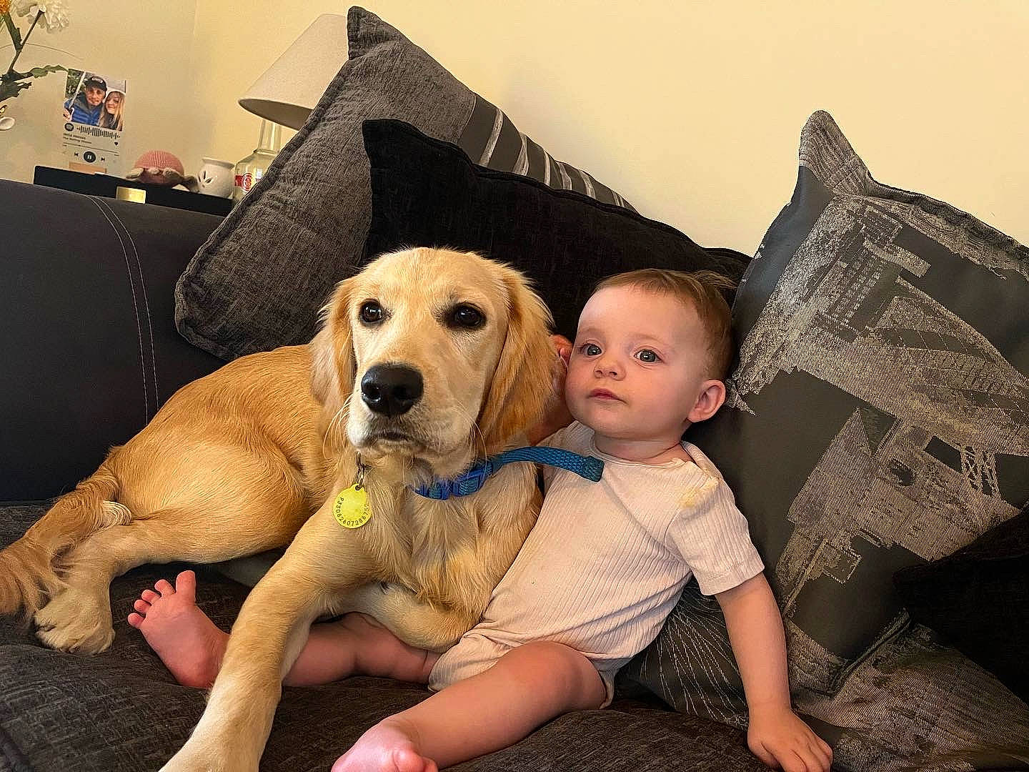 Lyra joined the competition — help win amazing prizes! bed, carnivore, comfort, companion_dog, couch, dog, dog_breed, fawn, flash_photography, fur, happy, human_leg, lamp, lap, living_room, person, pillow, retriever, room, sitting