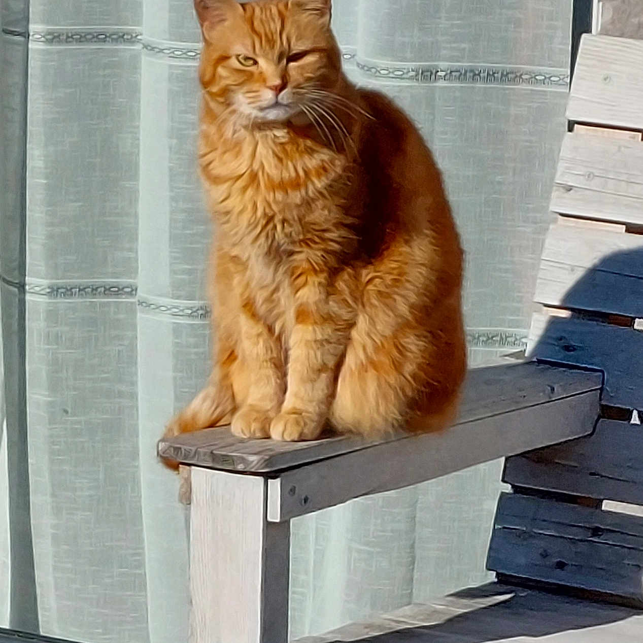 Stich participe au concours pour gagner de l'argent avec cette photo : armrest, cat, curtain, daylight, domestic_animal, feline, fur, house, one_eye_closed, orange_tabby, outdoor, pet, portrait, relaxing, shadow, sitting, sunlight, whiskers, window, wooden_chair