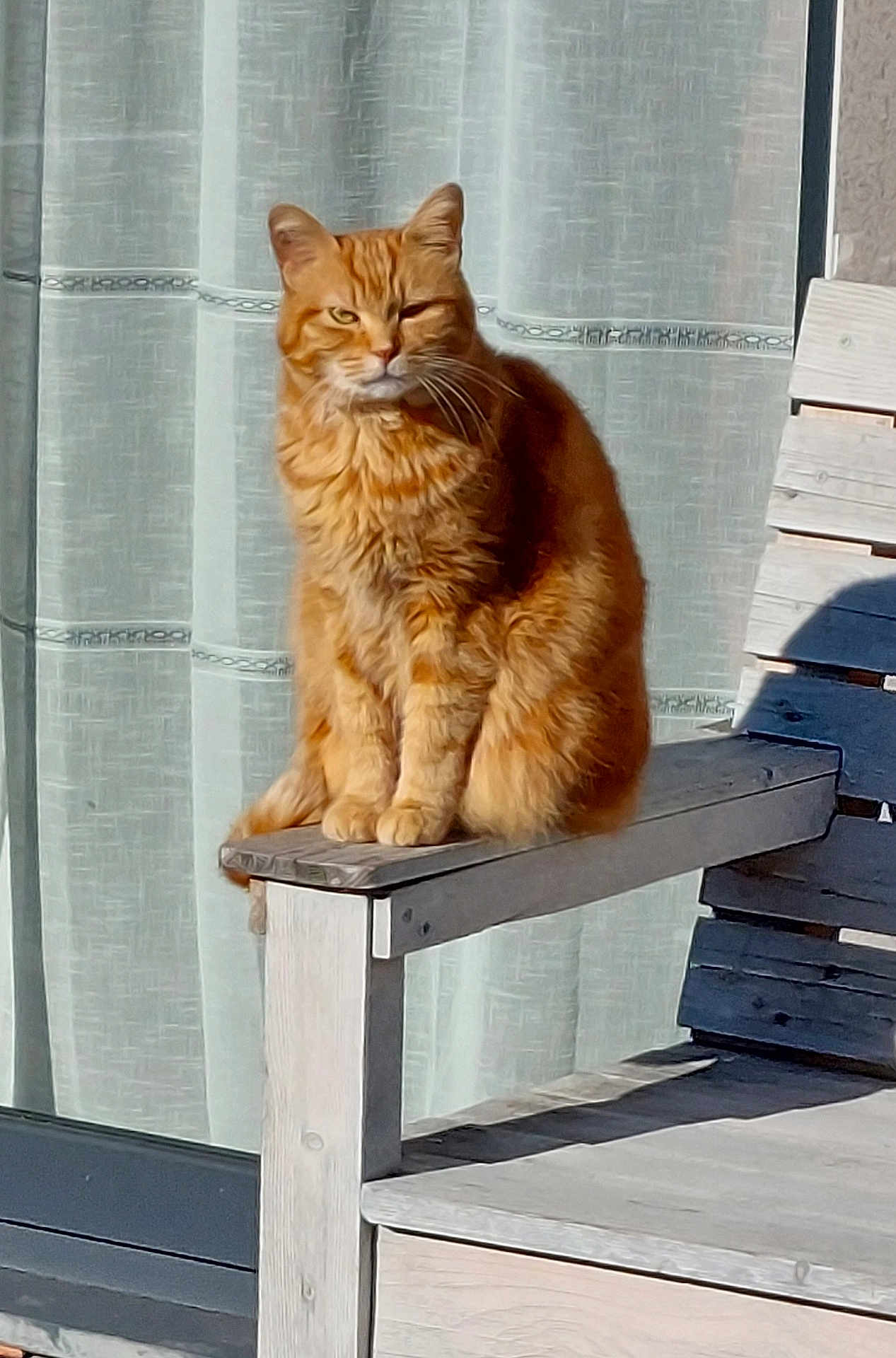 Stich participe au concours pour gagner de l'argent avec cette photo : cat, orange_tabby, feline, pet, sunlight, wooden_chair, outdoor, window, curtain, armrest, sitting, fur, whiskers, domestic_animal, relaxing, daylight, shadow, house, portrait, one_eye_closed