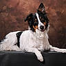 Rex a rejoint le concours — aidez-le/la à gagner de superbes lots ! dog, black_and_white, lying_down, portrait, pet, ears, fur, studio, animal, canine, looking_at_camera, expression, background, resting, one_ear_up, furry, domestic_animal, muzzle, paw, indoor