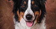 Rex a rejoint le concours — aidez-le/la à gagner de superbes lots ! dog, border_collie, tricolor, portrait, studio, animal, pet, fluffy, tongue_out, ears_up, brown_background, white_fur, black_fur, tan_fur, canine, friendly, alert, cute, domestic_animal, mammal