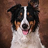 dog, border_collie, tricolor, portrait, studio, animal, pet, fluffy, tongue_out, ears_up, brown_background, white_fur, black_fur, tan_fur, canine, friendly, alert, cute, domestic_animal, mammal