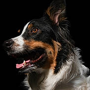 Rex participe au concours pour gagner de l'argent avec cette photo : dog, portrait, close_up, black_background, tricolor, happy, panting, fur, pet, animal, canine, side_profile, ears_up, whiskers, tongue, alert, bright_eyes, muzzle, studio_lighting, fluffy