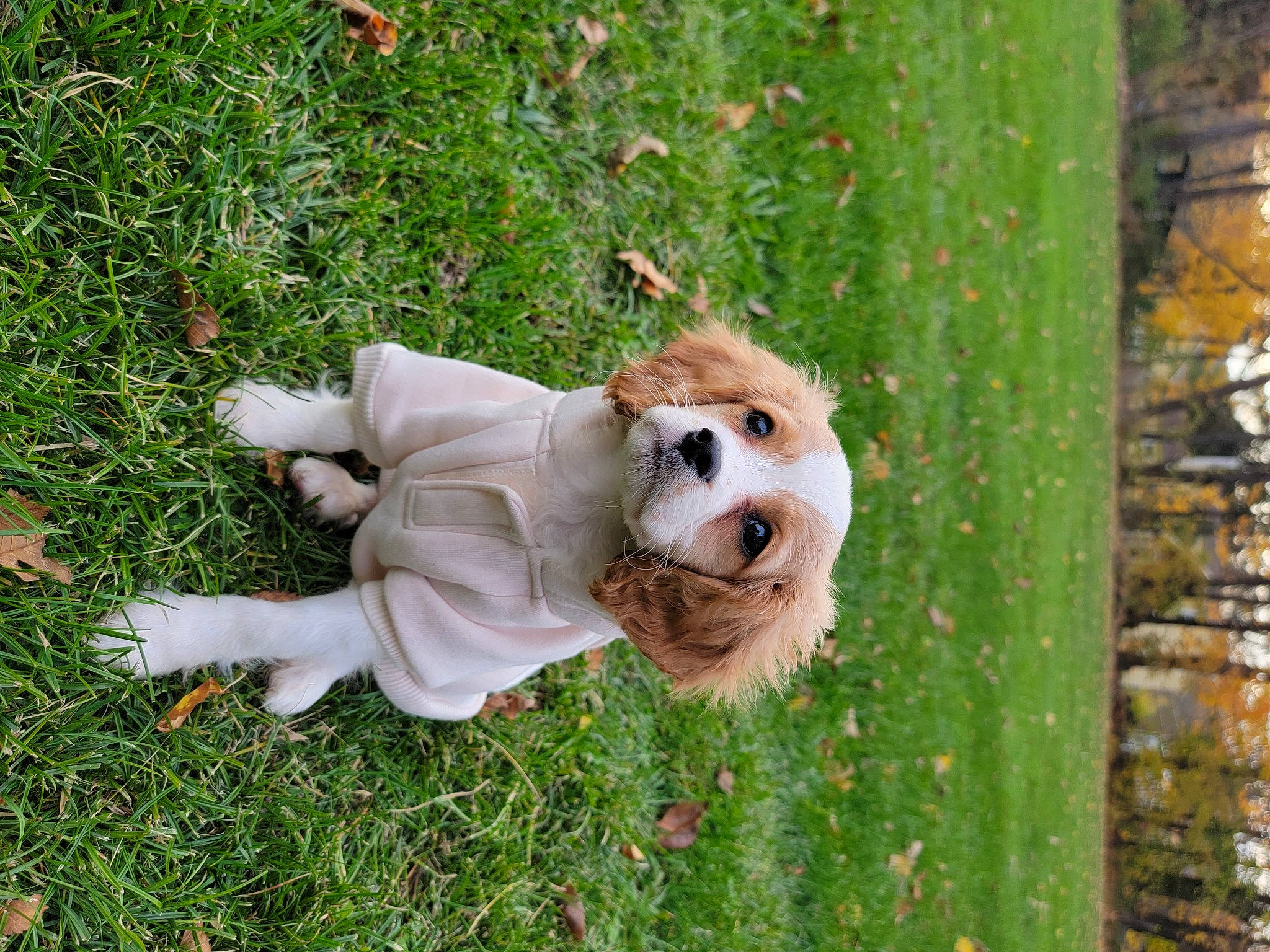 Cujo is registered to the contest to win money with this photo: canidae, carnivore, companion_dog, dog, dog_breed, fawn, fur, grass, lawn, people_in_nature, plant, retriever, snout, sporting_group, tail, toy_dog, tree, trunk, wood, working_animal