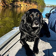 Pipper is registered to the contest to win money with this photo: dog, black_labrador, boat, fishing_rod, river, water, trees, nature, sunlight, outdoor, pet, animal, canine, carpet, calm, relaxing, daytime, shadow, person_partial, blue_sleeve