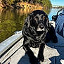 dog, black_labrador, boat, fishing_rod, river, water, trees, nature, sunlight, outdoor, pet, animal, canine, carpet, calm, relaxing, daytime, shadow, person_partial, blue_sleeve