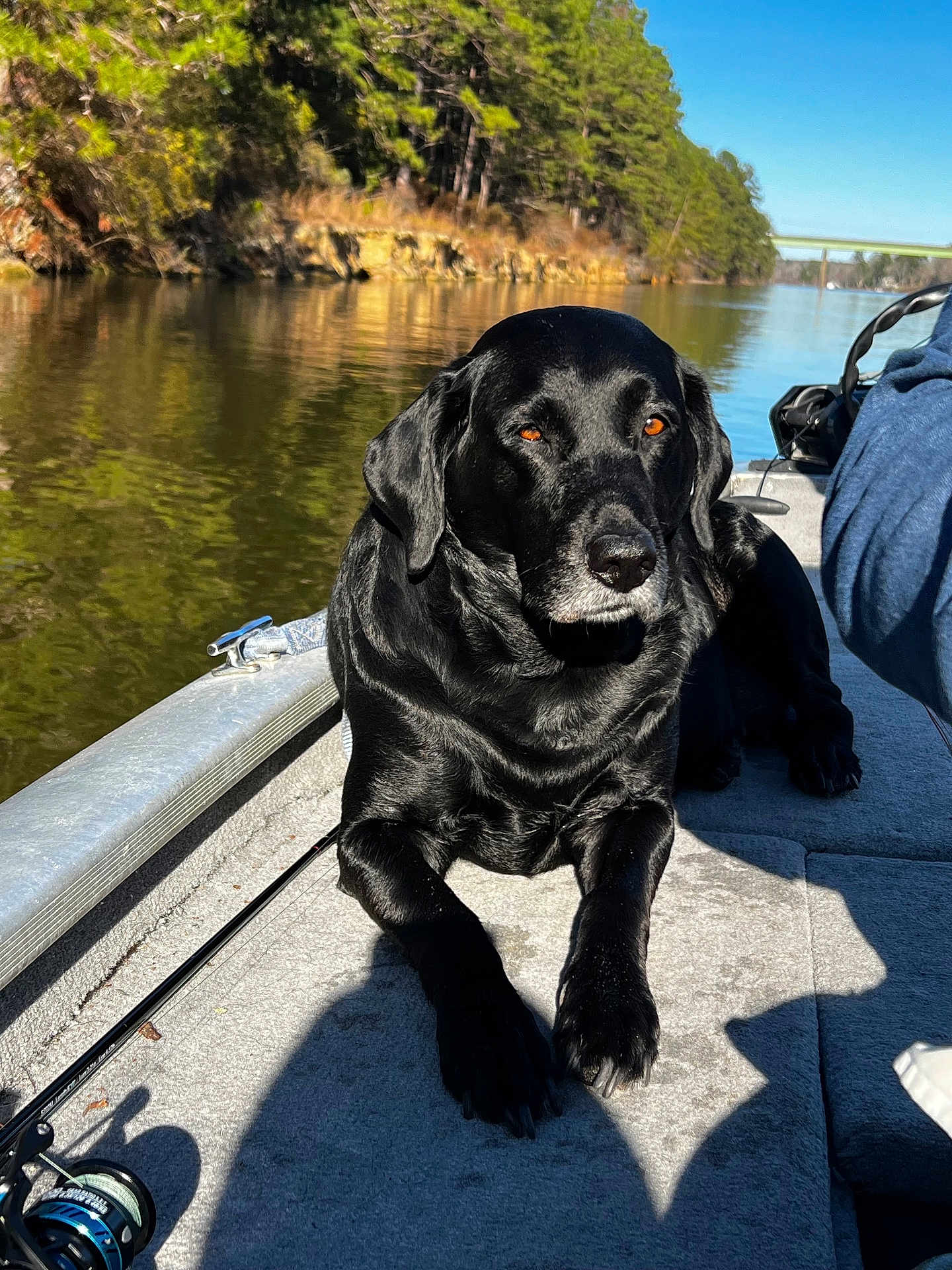 Pipper is registered to the contest to win money with this photo: dog, black_labrador, boat, fishing_rod, river, water, trees, nature, sunlight, outdoor, pet, animal, canine, carpet, calm, relaxing, daytime, shadow, person_partial, blue_sleeve