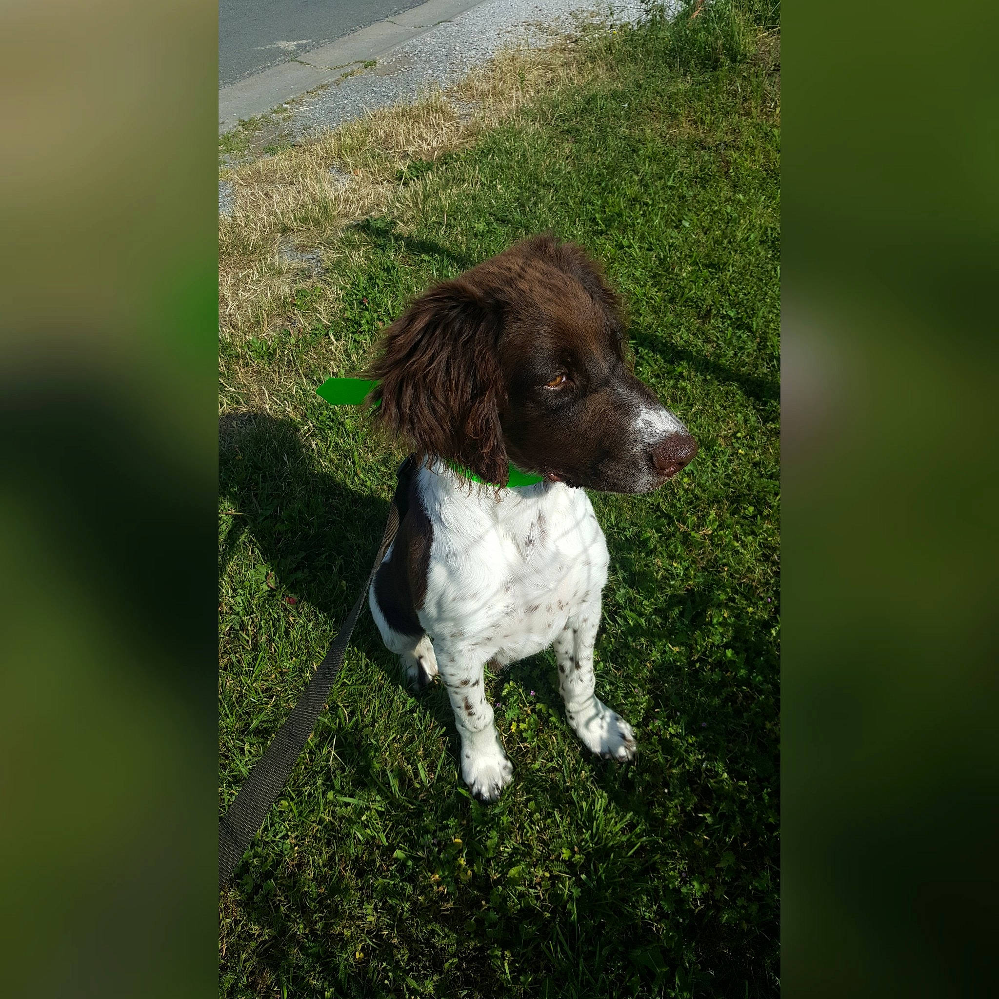 Isko participe au concours pour gagner de l'argent avec cette photo : canidae, carnivore, companion_dog, dog, dog_breed, english_springer_spaniel, french_spaniel, german_longhaired_pointer, german_spaniel, large_munsterlander, mammal, pointing_breed, puppy, rare_breed_dog, retriever, small_munsterlander, spaniel, sporting_group, vertebrate, wetterhoun