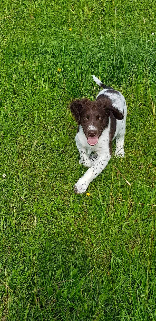 Isko a rejoint le concours — aidez-le/la à gagner de superbes lots ! canidae, carnivore, companion_dog, dog, dog_breed, drentse_patrijshond, english_springer_spaniel, french_spaniel, german_longhaired_pointer, german_spaniel, grass, hunting_dog, large_munsterlander, mammal, plant, small_munsterlander, spaniel, sporting_group, stabyhoun, wetterhoun