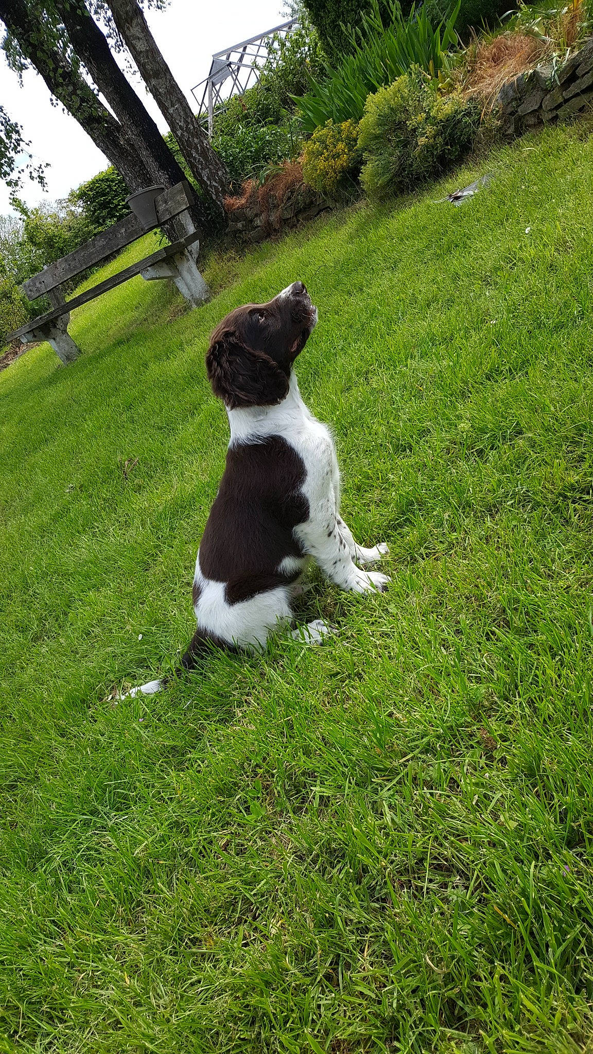 Isko participe au concours pour gagner de l'argent avec cette photo : canidae, carnivore, companion_dog, danish_swedish_farmdog, dog, dog_breed, english_springer_spaniel, grass, lawn, mammal, non_sporting_group, pointer, pointing_breed, small_munsterlander, smooth_fox_terrier, sporting_group, stabyhoun, tail, vertebrate