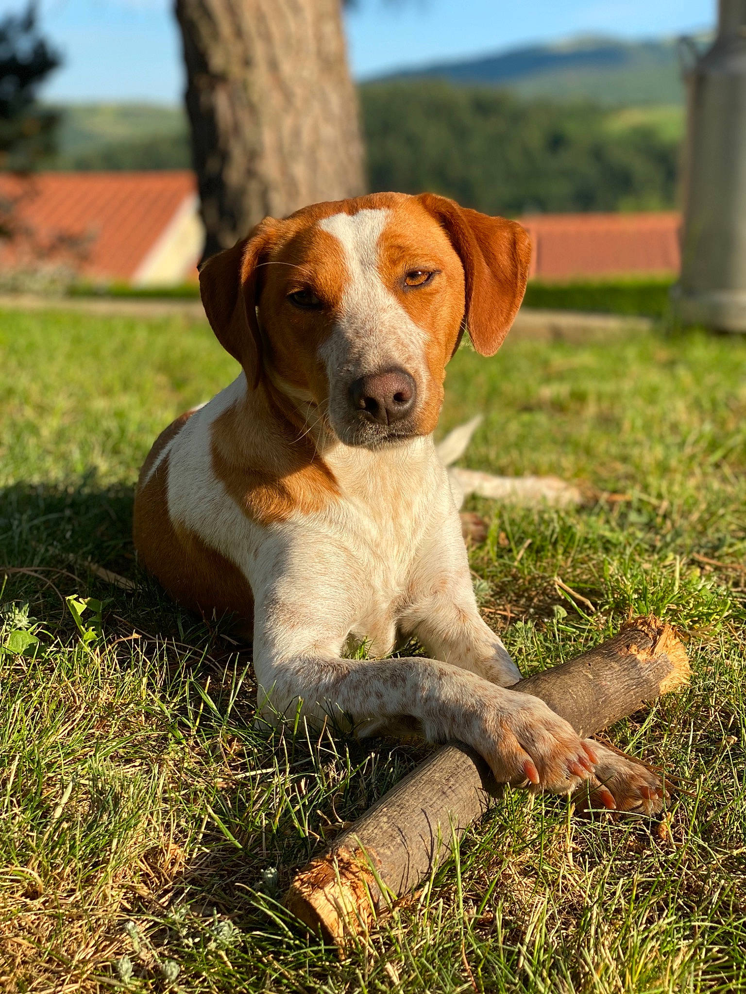 Praline a rejoint le concours — aidez-le/la à gagner de superbes lots ! american_foxhound, braque_saint_germain, canidae, carnivore, companion_dog, dog, dog_breed, english_foxhound, estonian_hound, fawn, harrier, hound, hunting_dog, mammal, posavac_hound, sporting_group, treeing_walker_coonhound, vertebrate